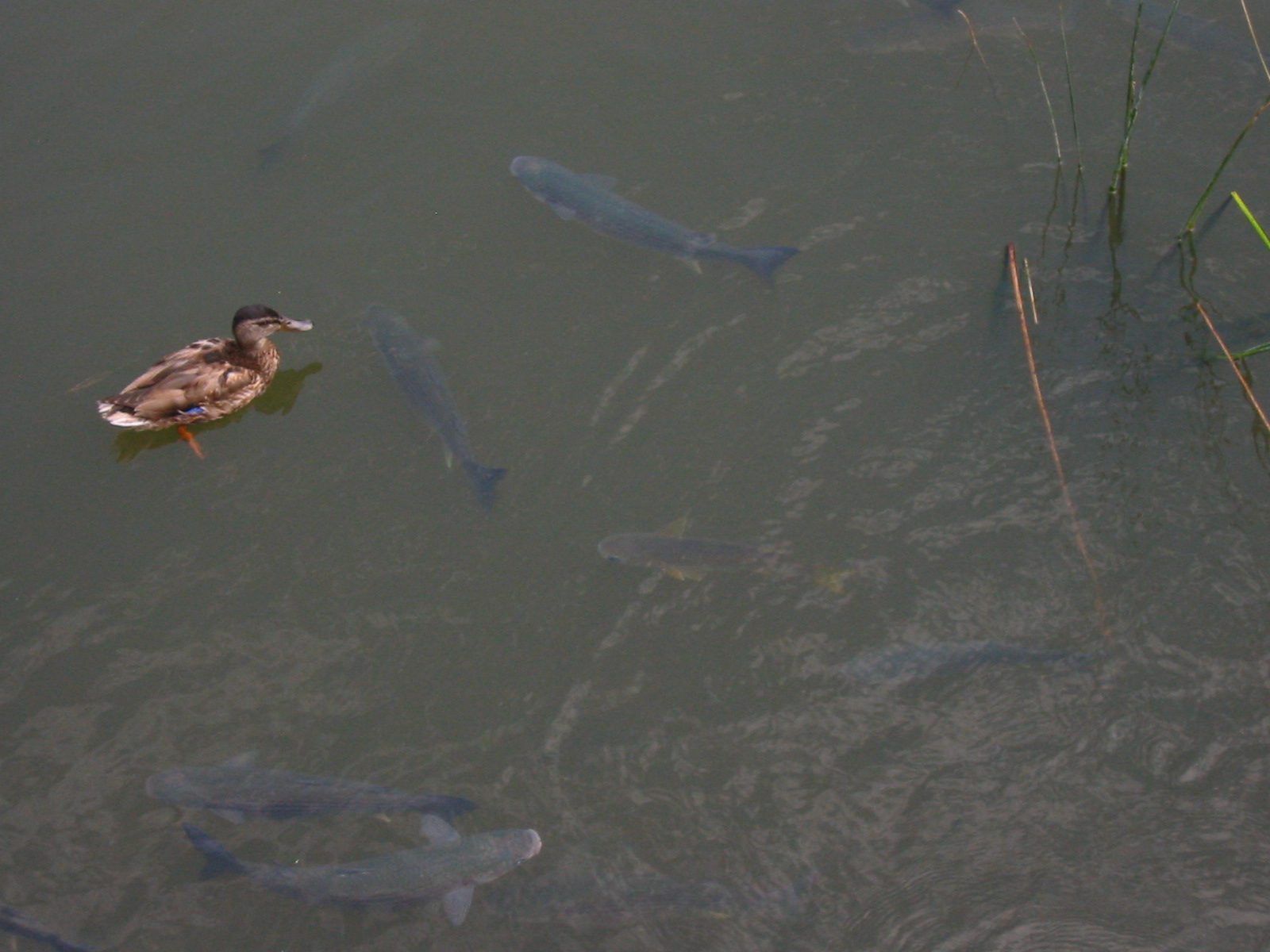 Eine Ente schwimmt über einer Schule Fische.Beide scheinens ich gegenseitig abzuschätzen.